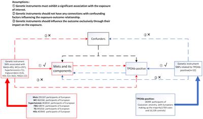 Exploring the bidirectional relationship between metabolic syndrome and thyroid autoimmunity: a Mendelian randomization study